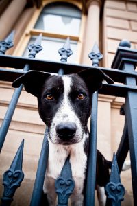 Dog Fencing