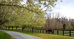 split-rail-fencing