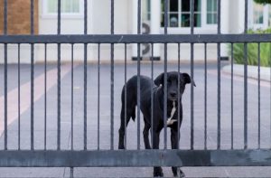 Dog behind a dog-proof fence and gate